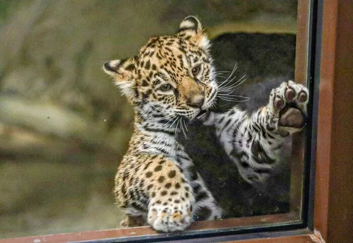 Let me in! This world is mine! - Cat family, Wild animals, Rare view, Predatory animals, Japan, Yokohama, Yokohama, Zoo, Leopard, Far Eastern leopard, Kittens, Big cats, Longpost