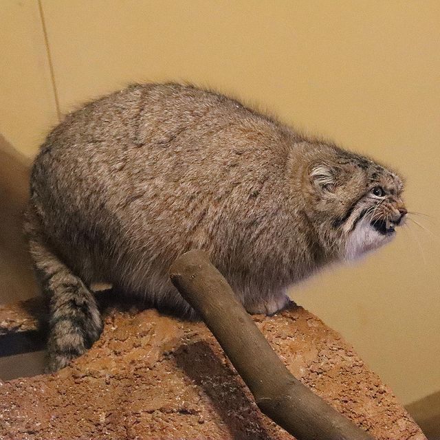 Просто кость пушистая...