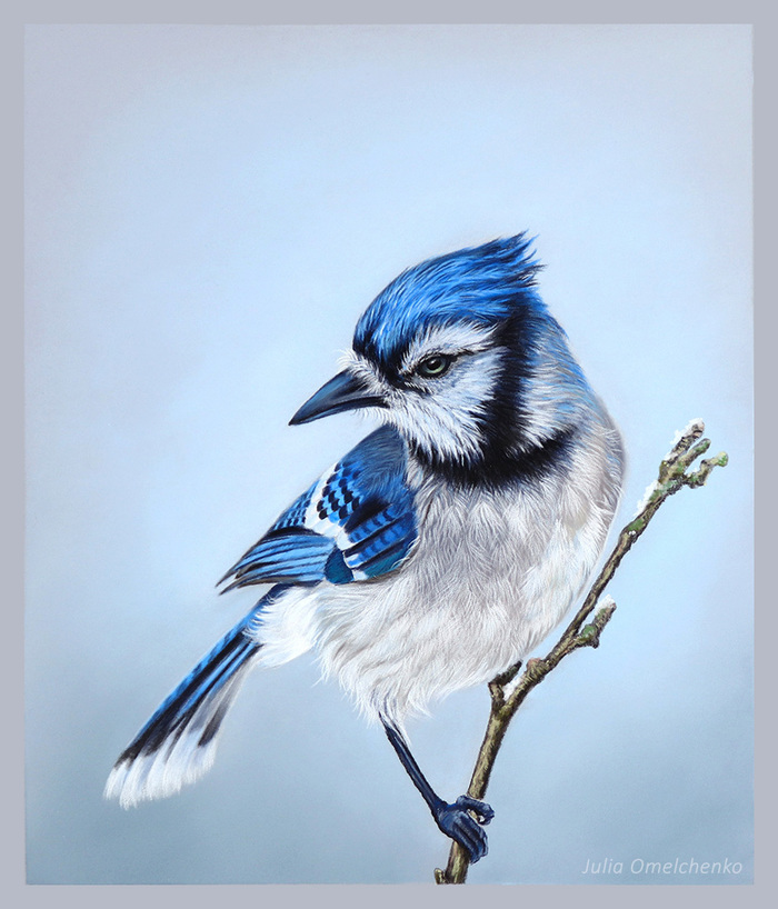 Голубая сойка