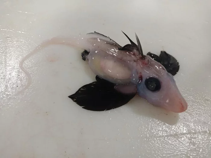 Baby ghost shark - Shark, Призрак, Young, A fish, Marine Biology, Rare photos, The photo, New Zealand, South Island, Deep-sea inhabitants, wildlife, The national geographic, Longpost