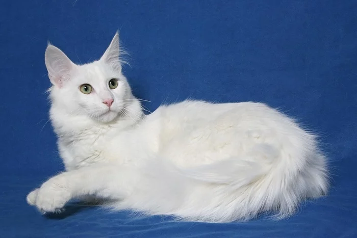 Angora - My, cat, Turkish angora, Breed, Pets