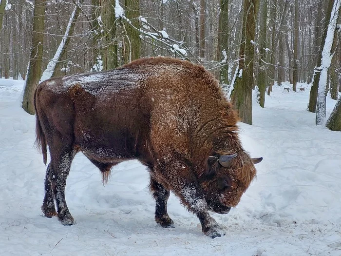 Not a cat, but also very cute - My, Bison, wildlife, Nature, Winter, Reserves and sanctuaries, Longpost