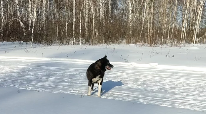 Wolfhound. A hybrid of a Canadian wolf and a husky - My, Wolf, Canadian Wolf, Laika, Dog, Nature, Wolfhound