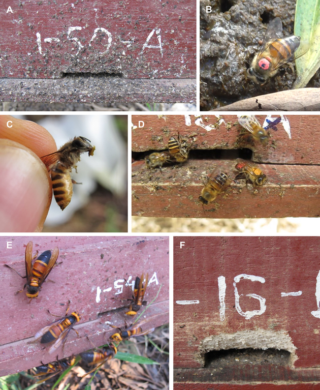 Asian bees coat nests with animal feces to protect against hornets - Research, Scientists, Informative, The science, Biology, Bees, Beekeeping, Hornet, Longpost