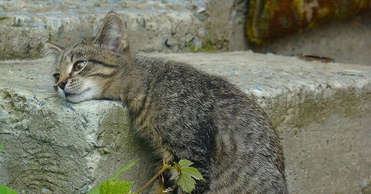 Уставший Кот Картинки