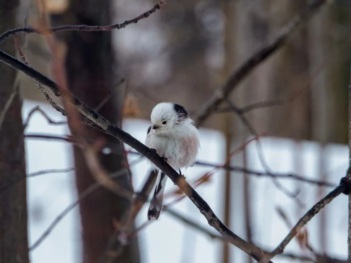 Shy - My, The photo, Birds, The nature of Russia, Longpost, Long-tailed