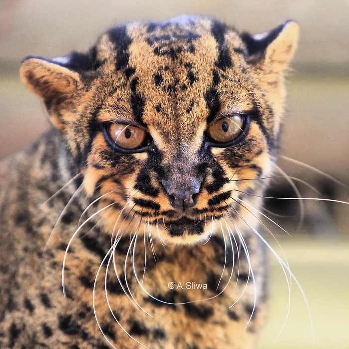 Female marbled cat - Small cats, Cat family, Predatory animals, Wild animals, Zoo, UAE, The photo, Marble Cat