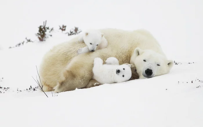 Come up, let's play )) - Milota, The photo, Polar bear, Carefully