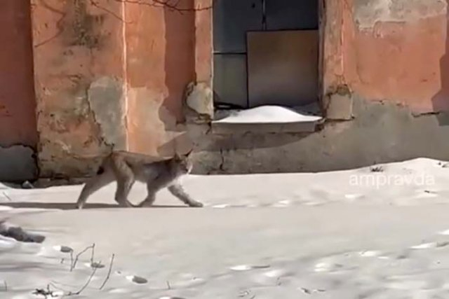 Continuation of the post Lynx in Blagoveshchensk - Lynx, Blagoveshchensk, Amur region, Small cats, Predatory animals, Cat family, Incident, Wild animals, Dangerous animals, Life safety, Дальний Восток, Catching, Гусь, Reply to post