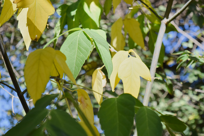 ������� ��������������