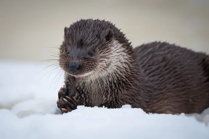 Delicious! - Otter, Republic of Belarus, Cunyi, Predatory animals, Wild animals, The photo, Stepanova, The national geographic, wildlife, beauty of nature