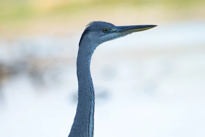 Heron. Profile - My, The photo, Nature, Birds, Ornithology, Heron, Gray heron, Don