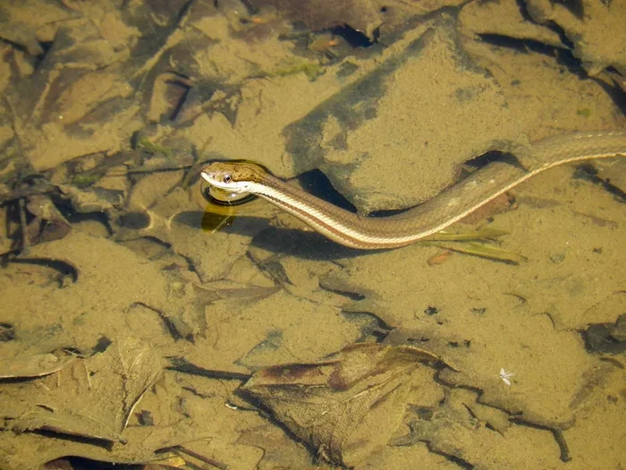 Royal: A fastidious reptile that feeds exclusively on crayfish. But in winter, crayfish go to take revenge. - Already, Snake, Animals, Animal book, Yandex Zen, Longpost, Reptiles