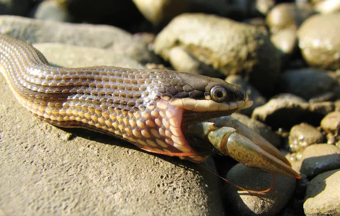 Royal: A fastidious reptile that feeds exclusively on crayfish. But in winter, crayfish go to take revenge. - Already, Snake, Animals, Animal book, Yandex Zen, Longpost, Reptiles