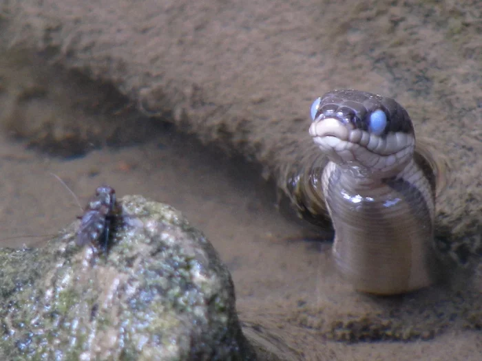 Royal: A fastidious reptile that feeds exclusively on crayfish. But in winter, crayfish go to take revenge. - Already, Snake, Animals, Animal book, Yandex Zen, Longpost, Reptiles
