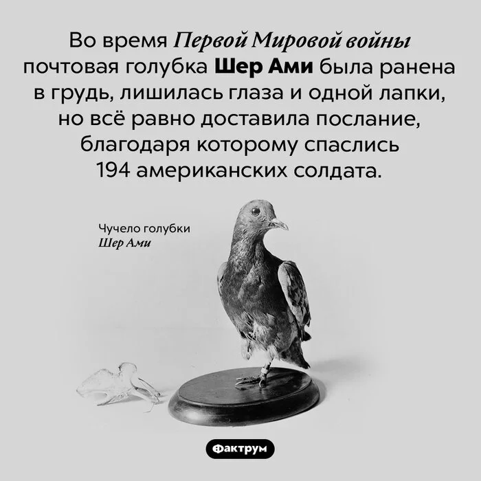 Interesting facts about the war that was supposed to end the wars – the First World War - Factrum, Informative, Facts, A selection, World War I, War, Picture with text, Longpost