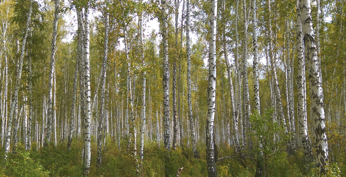 Ответ на пост "Отчего так березы шумят… Новосибирская обл"