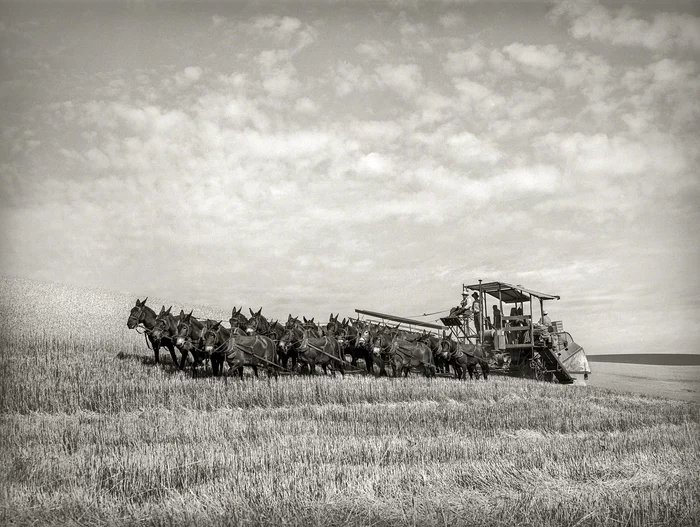 A harvester drawn by twenty mules. Walla Walla County, United States, July 1941 - Combine harvester, Mule, Mechanization, Old photo, USA, Farm, Field, 1941, 40's, Сельское хозяйство, Harvesting