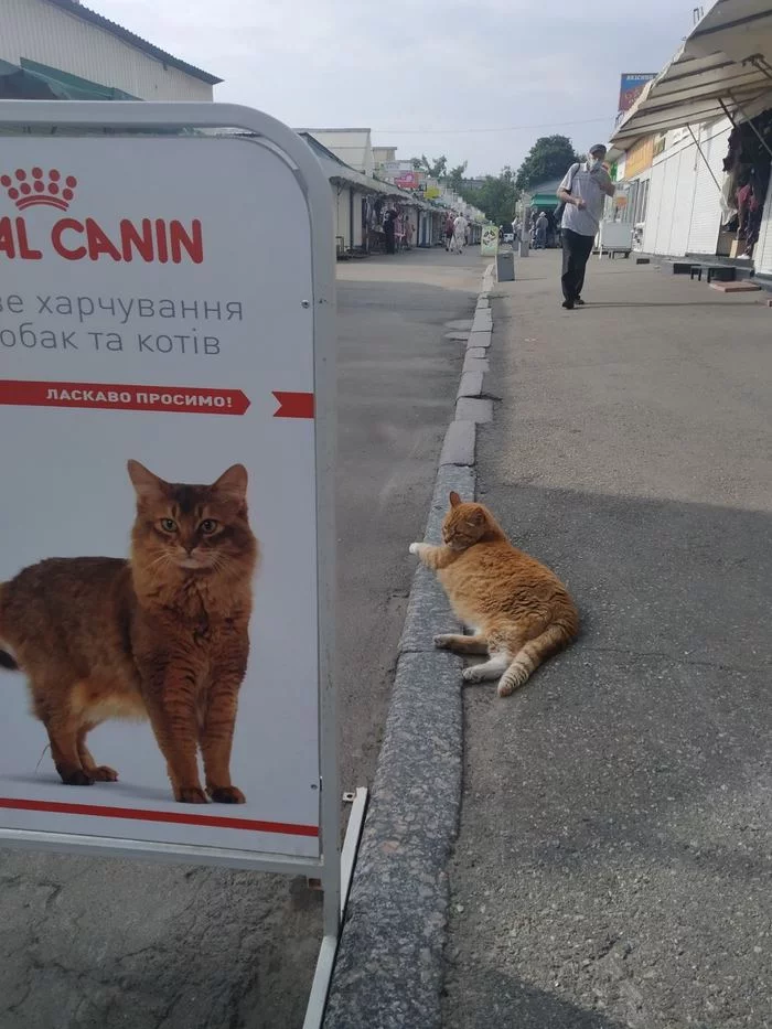 Знаете, вы не поверите!Я нашёл совпадение на миллион! - Моё, Фотография, Милота, Кот