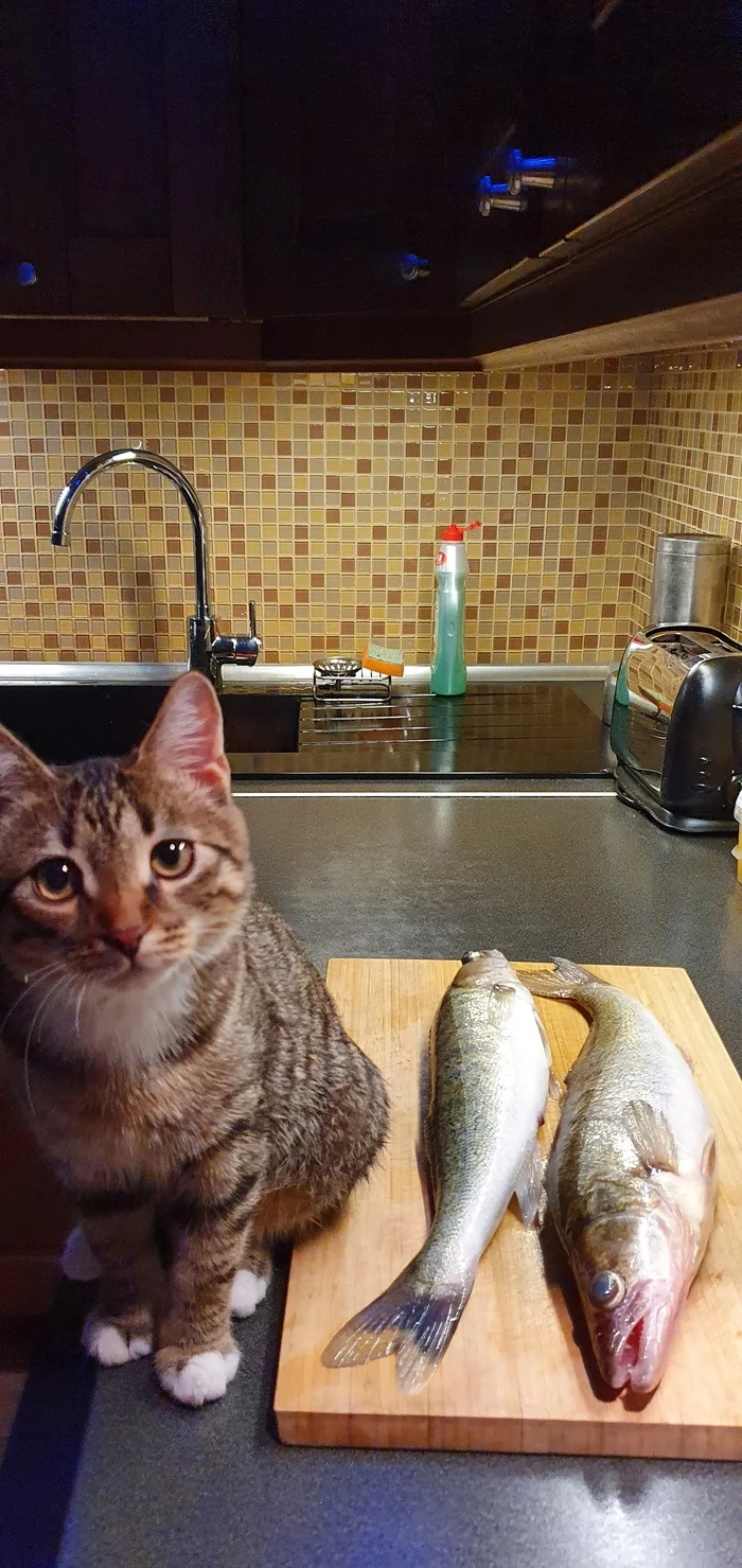 Do you cook fish? Tasty - My, cat, A fish, Fish perch