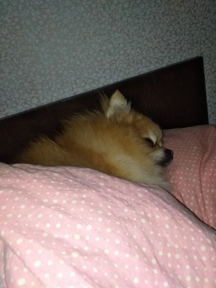 Dog Under the Blanket - Picture with text, Mood, Dog, Spitz, How does the morning begin?