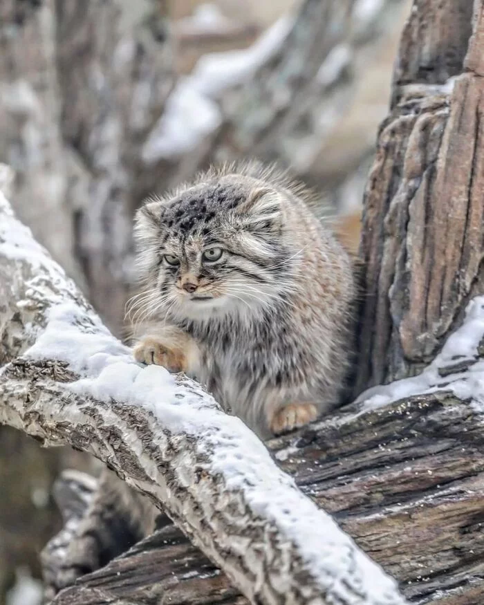 Well, where is this man with good hands? - Fluffy, Cat family, Wild animals, Rare view, Predatory animals, Small cats, Pallas' cat, Pet the cat, Japan, Yokohama, Yokohama, Zoo, Longpost