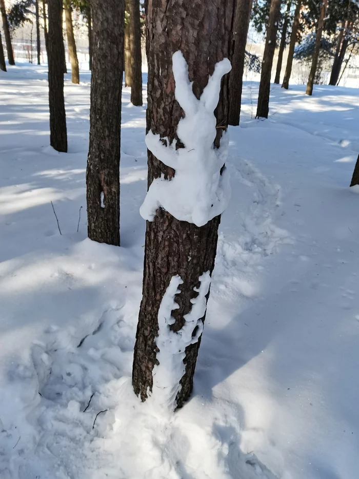 Well sculpted - My, Tree, Winter, Snow, Hare