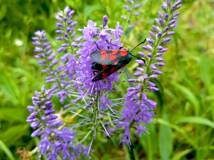 Летние контрасты. Новосибирская область