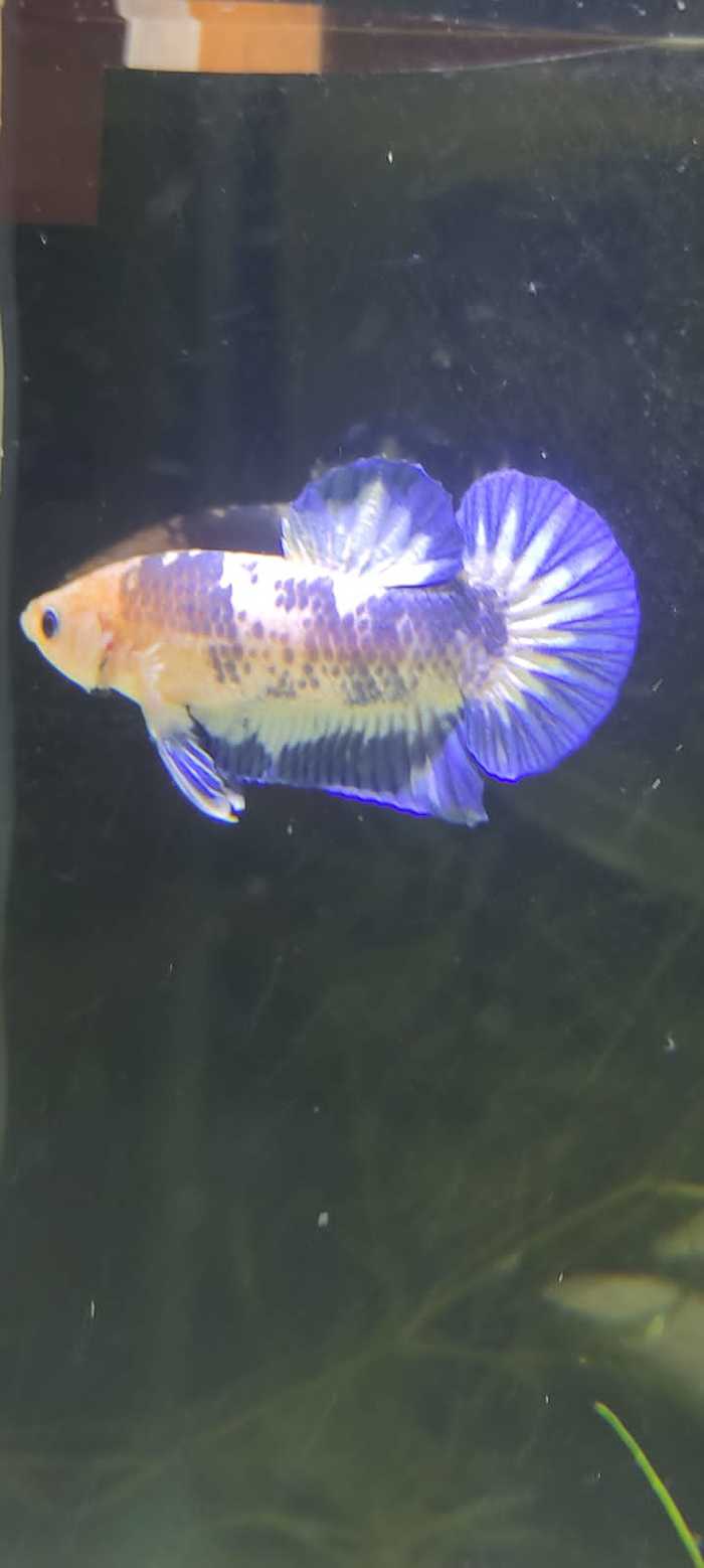 New Betta (Aquarium Cockerels) - My, Aquarium, Aquarium, Aquarium fish, Cockerel fish, Betta splendens, New items, Breeding, Pets, Longpost