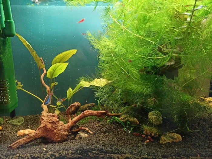 I will give free of charge the inhabitants of the aquarium and plants in St. Petersburg - My, Aquarium, Aquarium, Aquarium shrimp, Aquarium fish, Is free, The strength of the Peekaboo