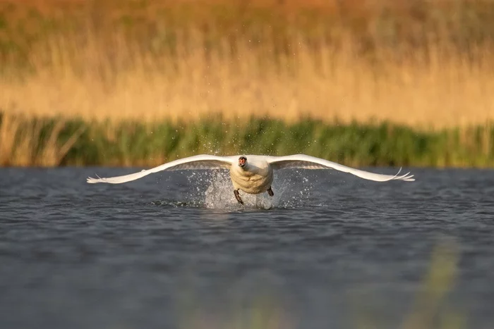 Ready to take off! - My, Ornithology, Birds, Nature, The photo, Swans, Shipun