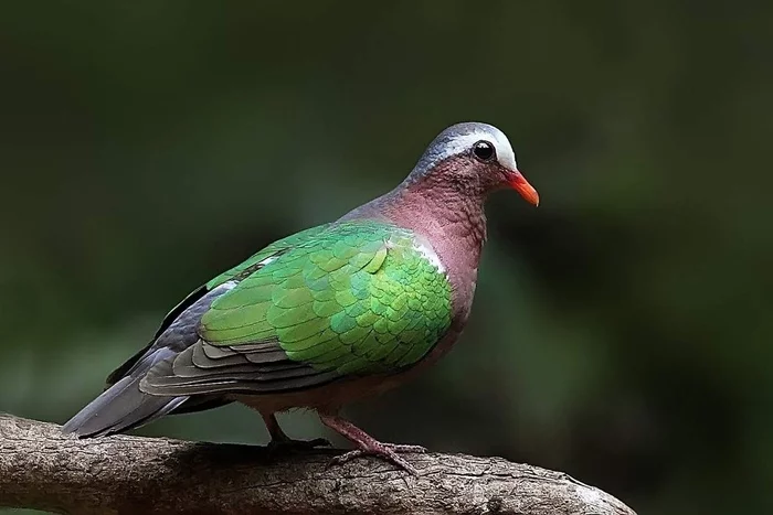 How do you like the story about this pigeon? - Mum, Animals, Childhood memories, Pigeon, Birds