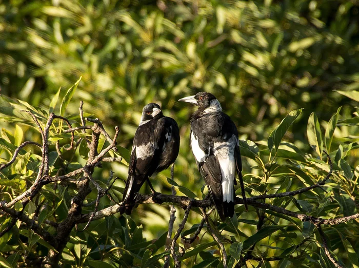 For nefig - Crow, Whistlers, Australia, Birds, Animal experiments, Ornithology, Scientists, The national geographic, Animal intelligence, Altruism, Quick wits, Passeriformes, Help, Longpost