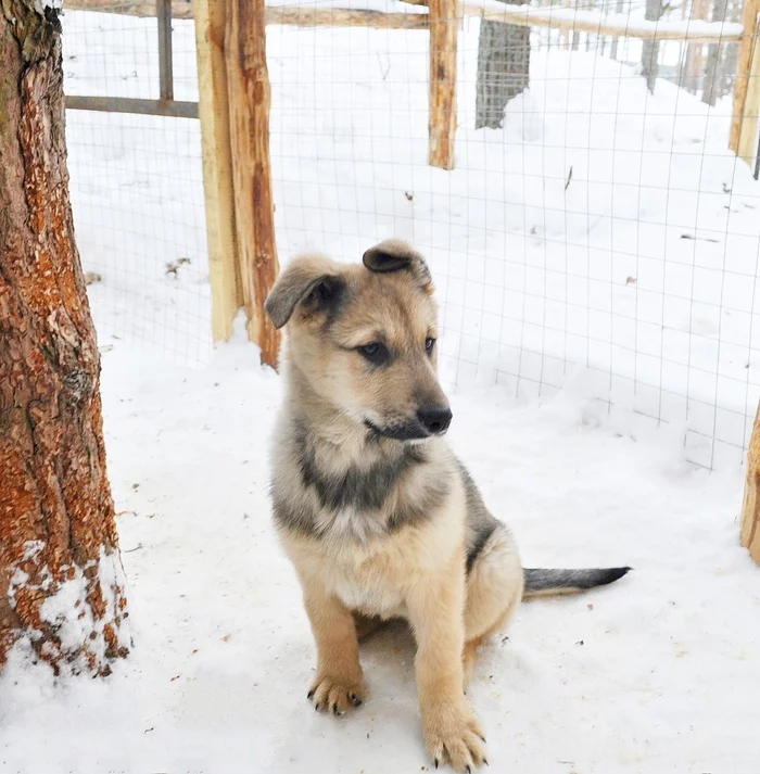Cute beasts are waiting for loving hearts! - No rating, Moscow region, Moscow, Schelkovo, Chernogolovka, Longpost, Dog, In good hands