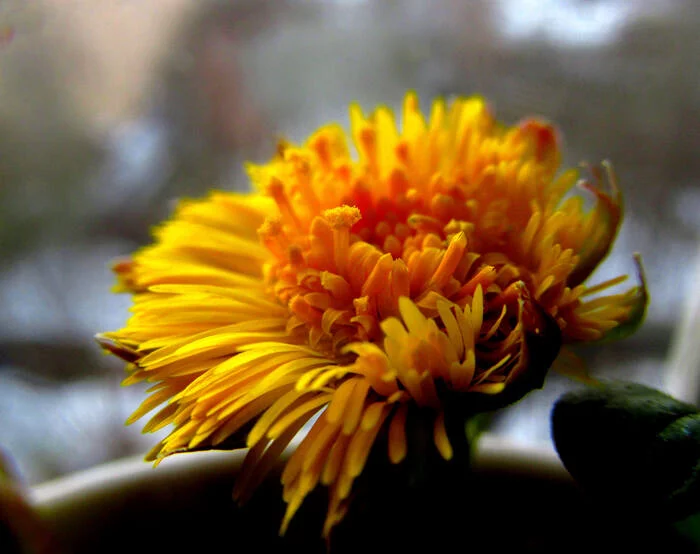 Loading Spring Manually - Moscow, Coltsfoot, The first, Flowers, Nature, Spring