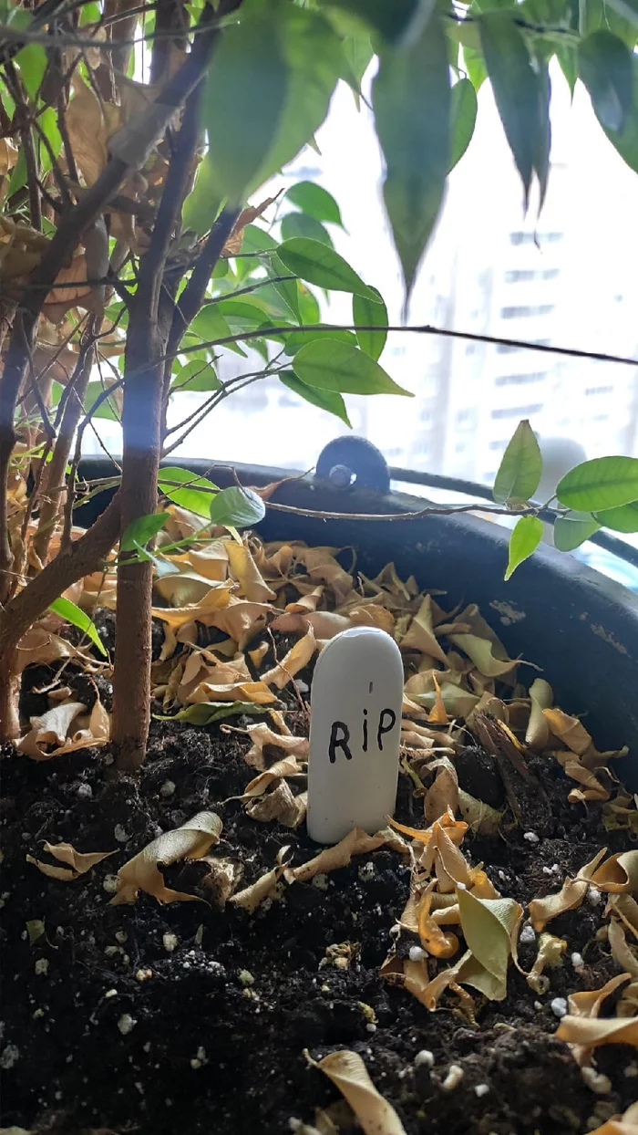 Humidity sensor in a bucket with ficus. Reminiscent of a monument - My, Flowers, Plants, Houseplants, Cemetery, Humidity sensor