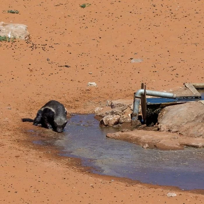 Meeting at the watering hole - a lion, Big cats, Cat family, Honey badger, Cunyi, Predatory animals, Wild animals, wildlife, Reserves and sanctuaries, South Africa, Waterhole, The photo, Longpost