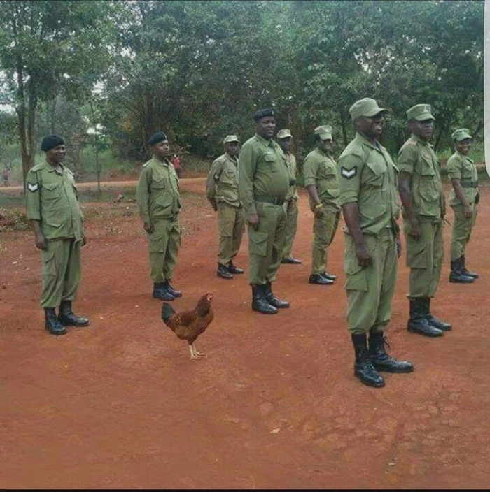 Happy Holidays! - Africa, Rooster, Army, Army humor, Animals, Pets, February 23 - Defender of the Fatherland Day, Hen, Black people