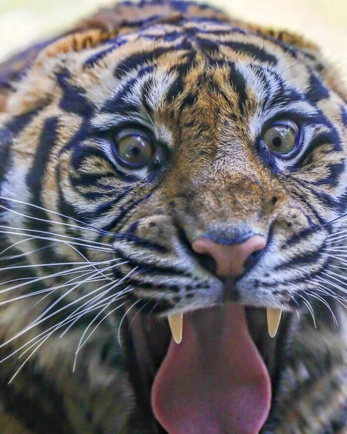 What the fuck is that? - Cat family, Wild animals, Rare view, Predatory animals, Japan, Yokohama, Yokohama, Zoo, Big cats, Species conservation, Red Book, Tiger, Amur tiger, Interesting, Longpost