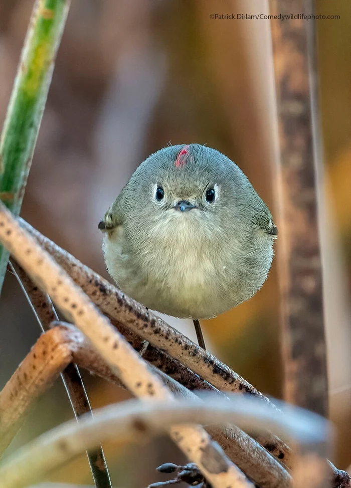 Take a picture of me again and I'll clean you f**k - Birds, Animals, Anger, The photo, Mat, Milota, Ornithology League