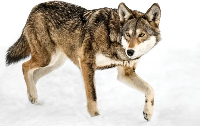 Red wolf: The rarest representative of canids. Why is he so radically different from his gray counterpart? - Wolf, Animals, Animal book, Yandex Zen, Longpost