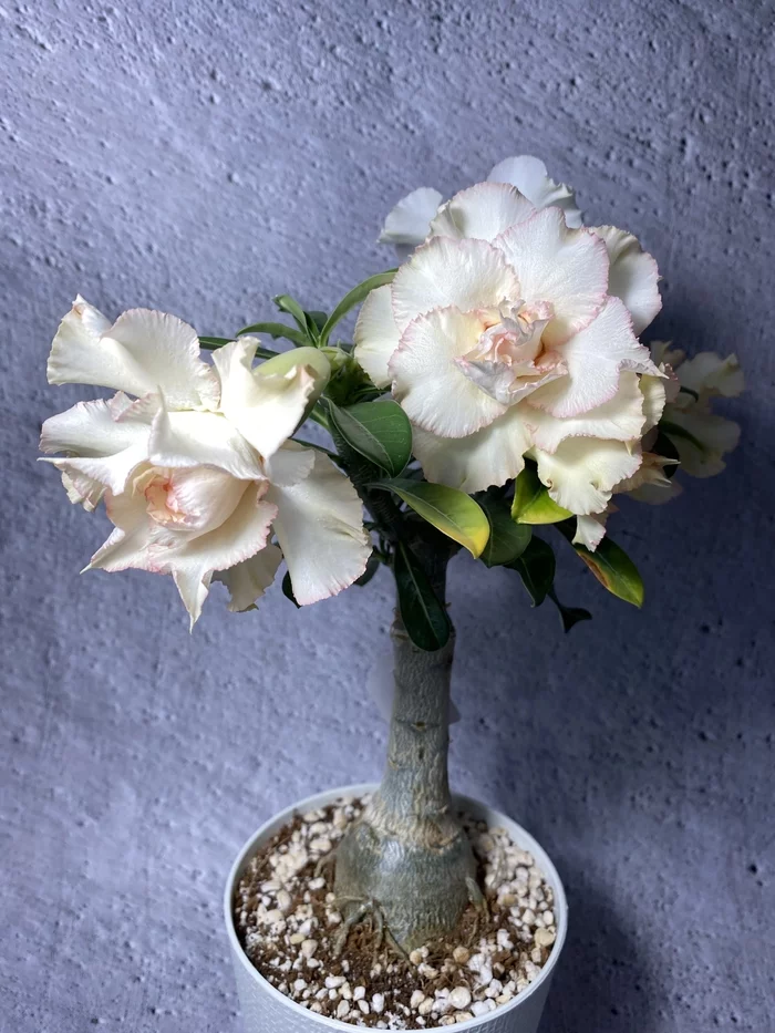 Adenium Coral Angel 2 - My, Adenium, Flowers, Houseplants, Longpost