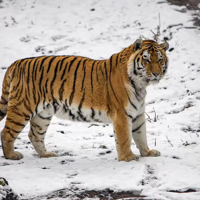 A resident of Primorye found a tiger skin - Amur tiger, Skin, Withdrawal, Primorsky Krai, Big cats, Predatory animals, Cat family, Wild animals, Rare view, Red Book, Negative, The newspaper, Poachers