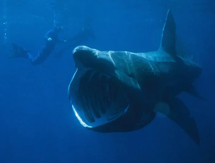 Who are giant sharks and why they go extinct - Shark, Marine life, A fish, Interesting, Wild animals, The national geographic, Endangered species, Animal protection, Rare view, Longpost