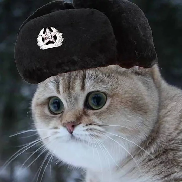 В мире кошек – мир - Моё, Миру мир!, Кот, Ирония, Политика, Картинка с текстом, Длиннопост