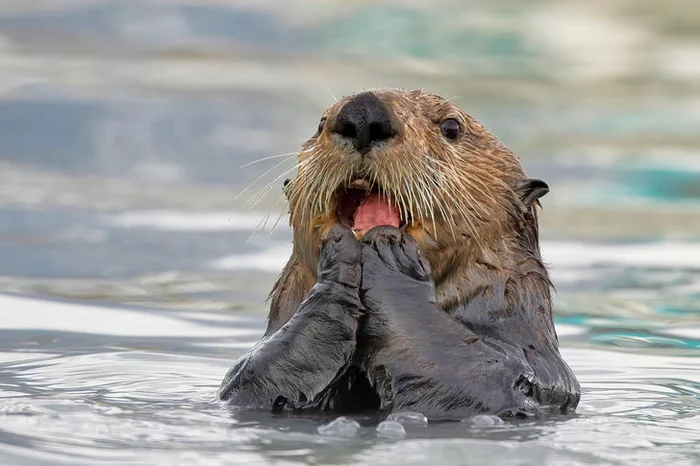 Sea otter in shock - Sea otter, Cunyi, Predatory animals, Marine life, Wild animals, wildlife, Around the world, The photo, Alaska, Funny animals, National park, Longpost