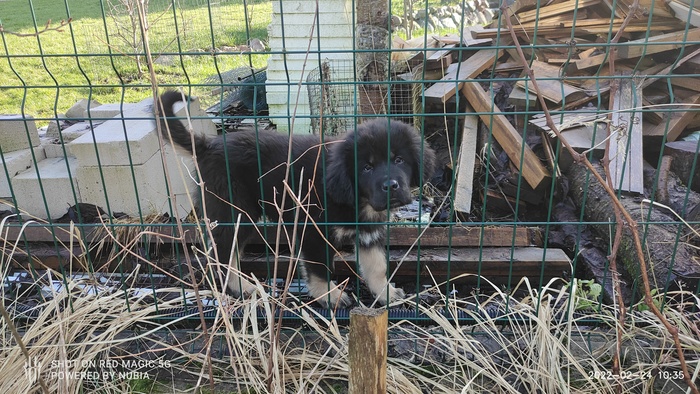 Щенки по ходу умеют хитрить