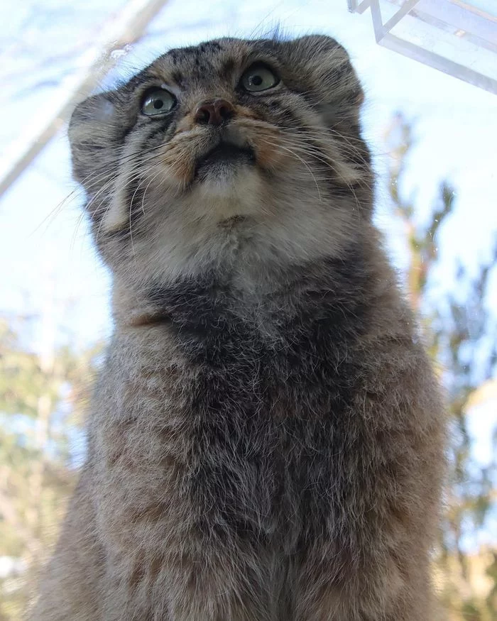 My documents: whiskers and tail! - Fluffy, Cat family, Wild animals, Rare view, Predatory animals, Small cats, Pallas' cat, Pet the cat, Japan, Yokohama, Yokohama, Zoo