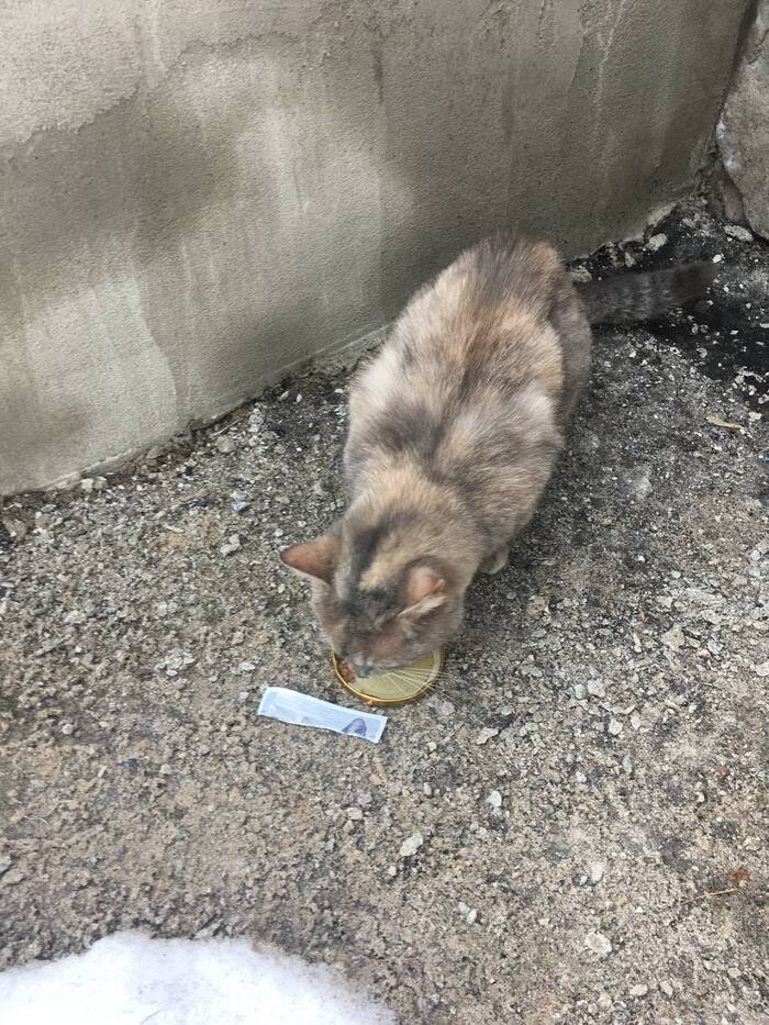 A cat has been found. Veliky Novgorod - cat, Longpost, Found a cat, Velikiy Novgorod, Lost, Lost cat, No rating