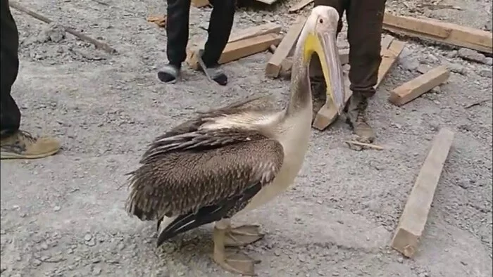 People help birds in trouble - My, Animal Rescue, Helping animals, Animal protection, Red Book, Rare view, Birds, Aktau, Mangystau, Kazakhstan, Longpost, Video